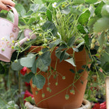 Little Dutch Plantenpotje - Aardbei